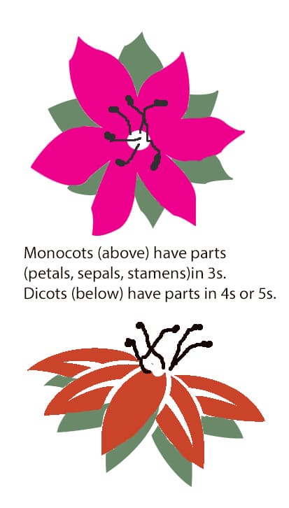 Different Types Of Flowers. Flower Types. Monocots And Dicots.