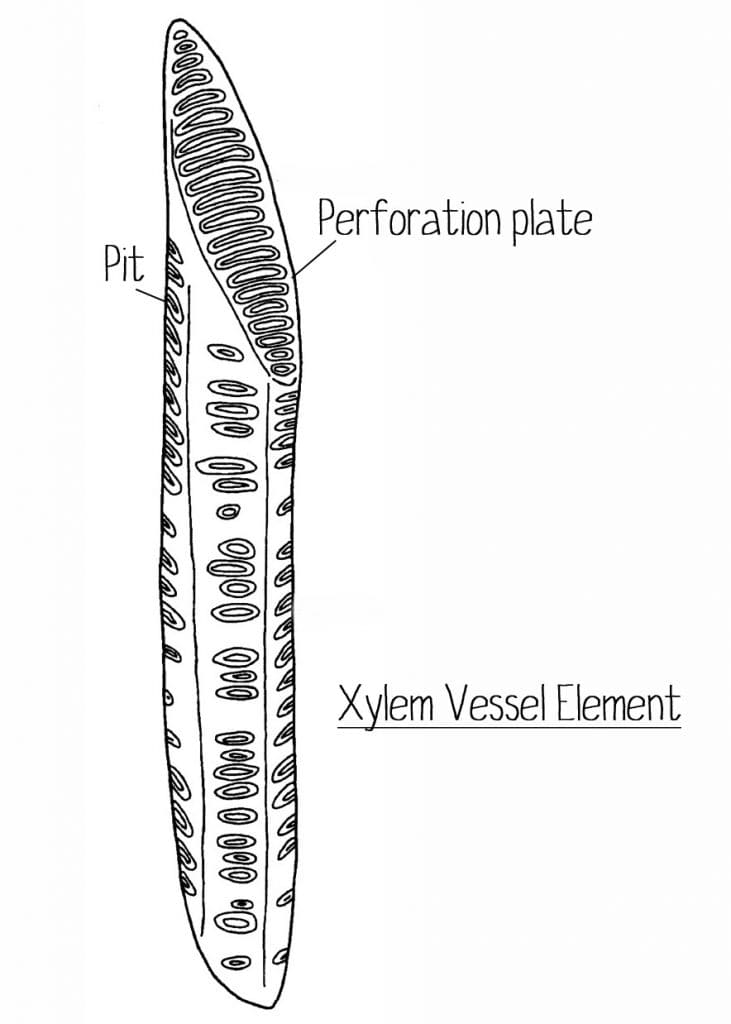 r3101-rhs-question-about-xylem-edinburgh-garden-school