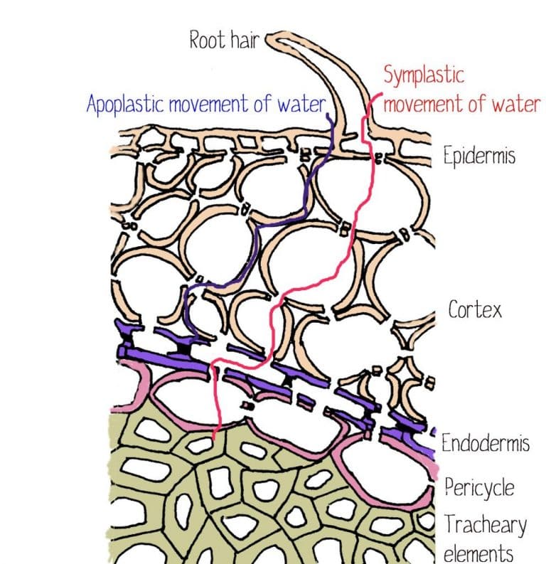 What Is A Plants Water Movement